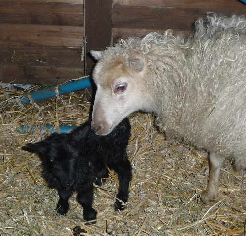 Christkind 24.12.2010 (Bckchen)