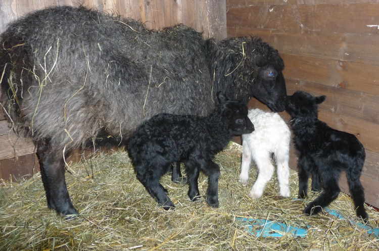 Drillinge (von links: Bckchen, Bckchen, Lamm)