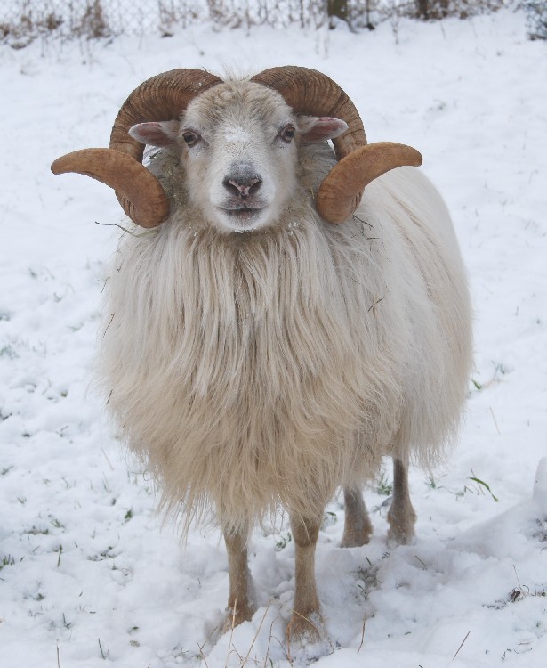 Skudden-Bock Winter 2010